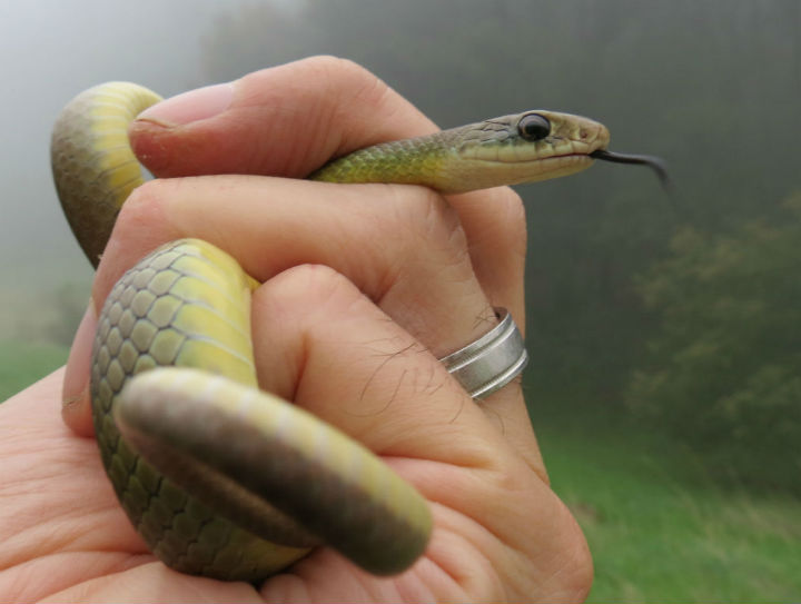 Yellowbelly Racer